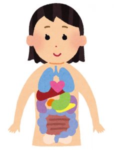 基礎代謝のアップには内臓の活性化が最適！肥満遺伝子をもっていても痩せる体質改善法とは？